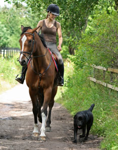 Horse Rider and Dog